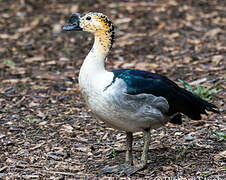 Knob-billed Duck