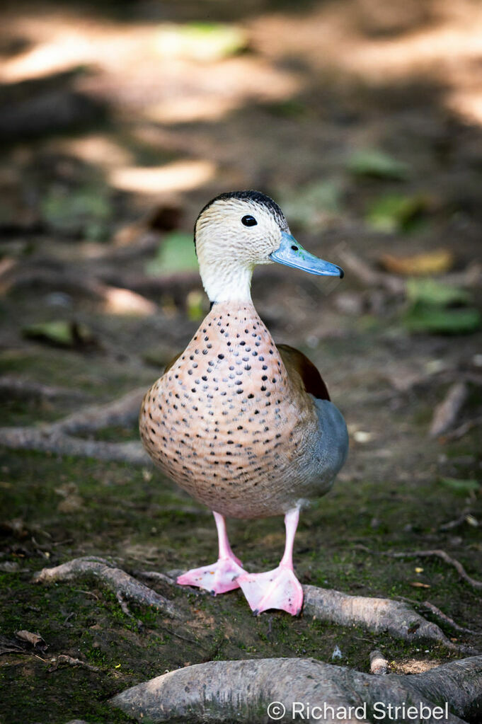 Canard à collier noir