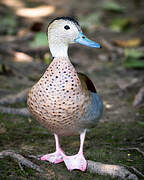 Canard à collier noir