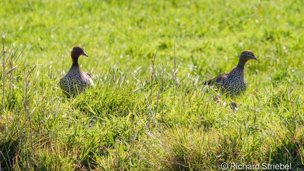 Maned Duck