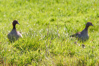 Canard à crinière