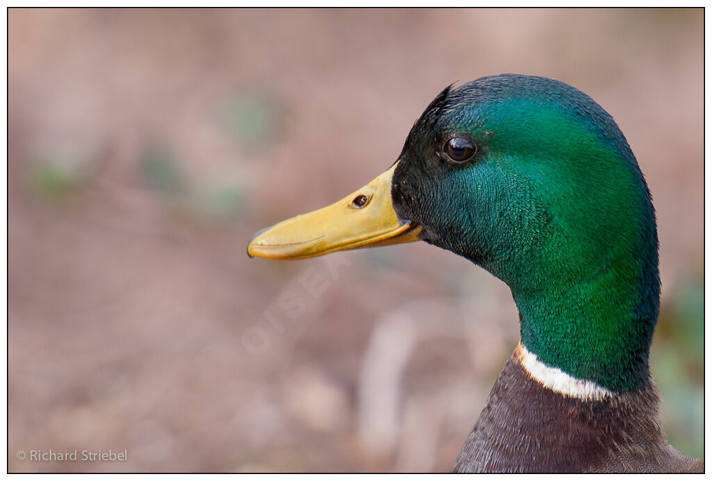 Canard colvert mâle