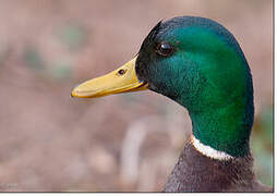 Mallard