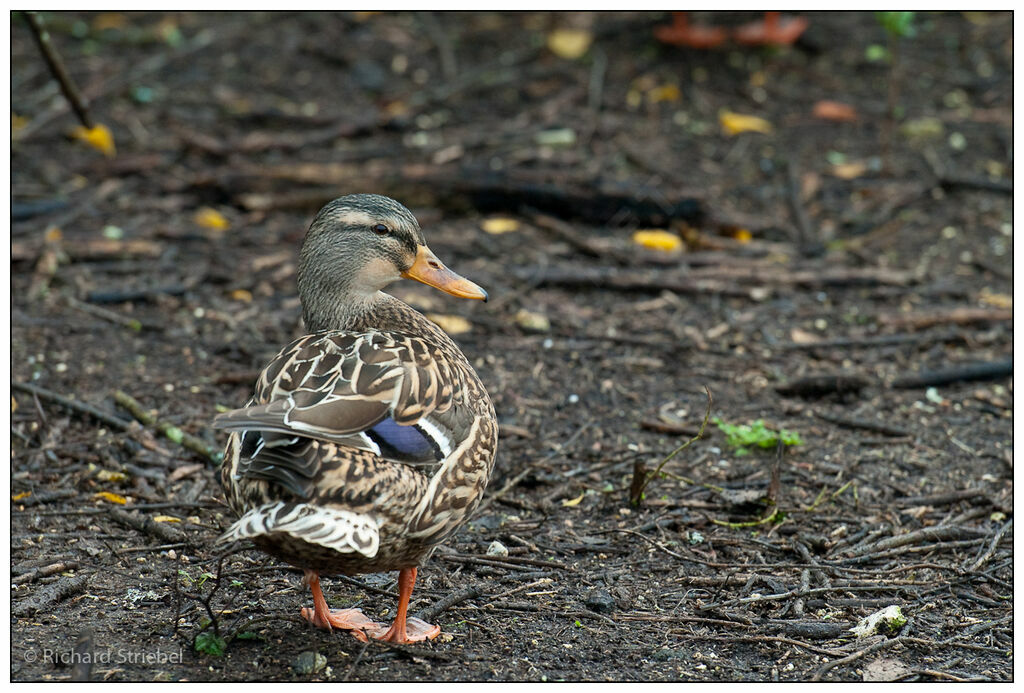 Mallard