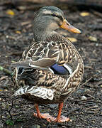 Canard colvert