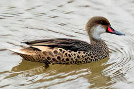 White-cheeked Pintail