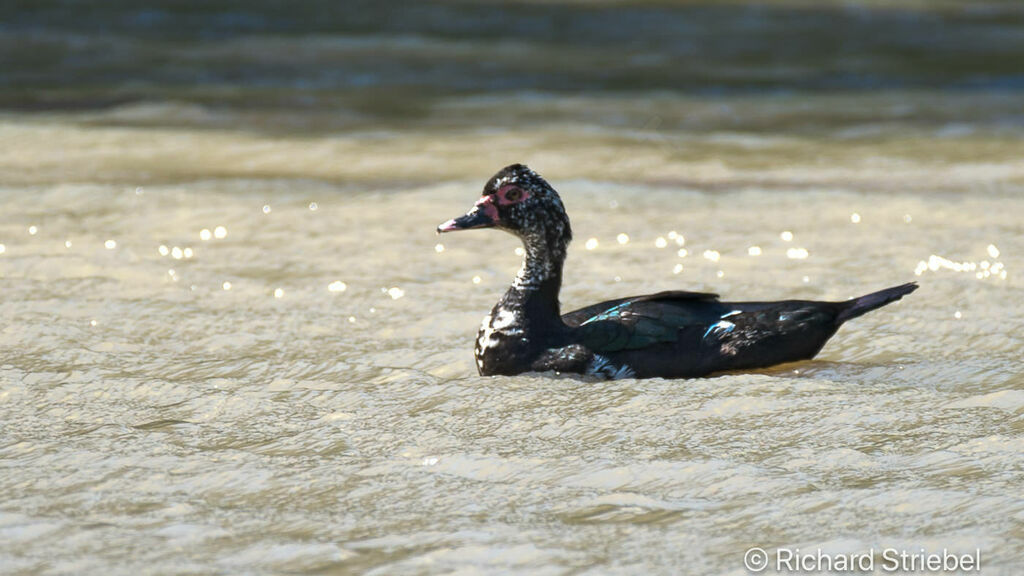 Canard musqué