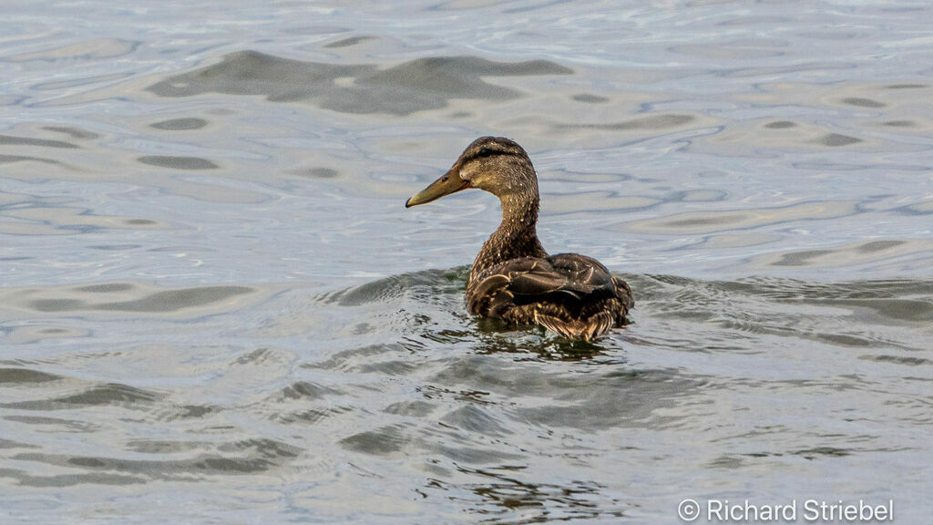 American Black Duck