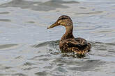 Canard noir