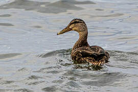 American Black Duck