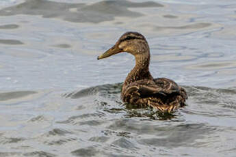 Canard noir