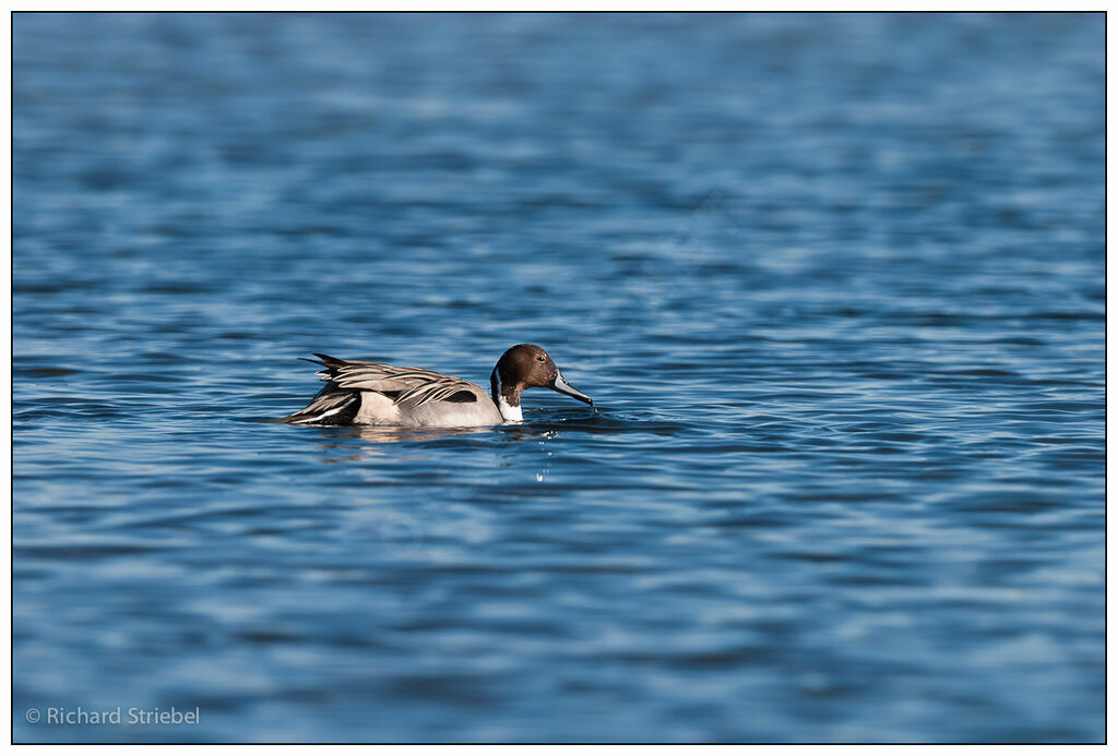 Canard pilet