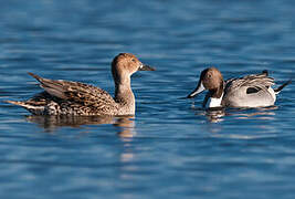 Canard pilet