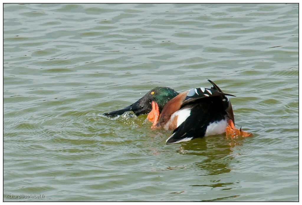 Canard souchet