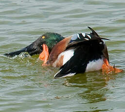 Canard souchet