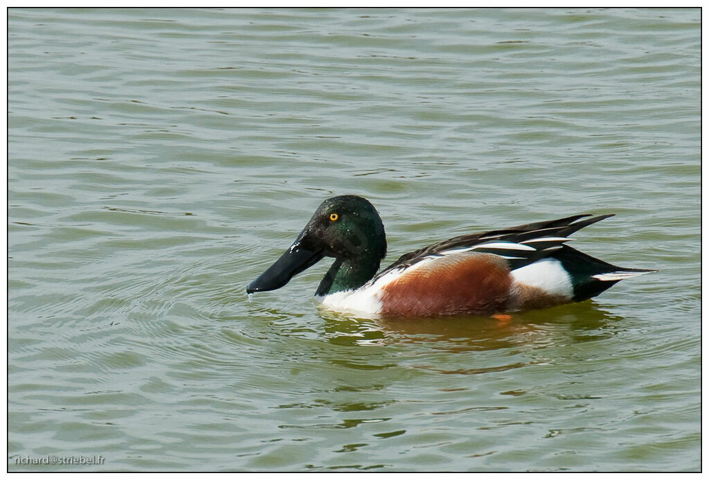 Canard souchet