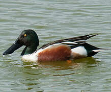 Northern Shoveler