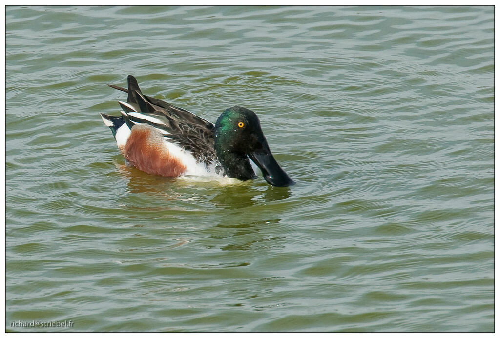 Northern Shoveler