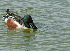 Canard souchet