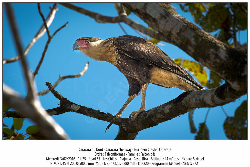 Northern Crested Caracara