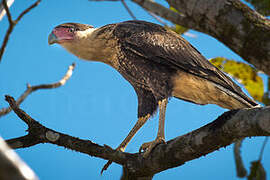 Northern Crested Caracara