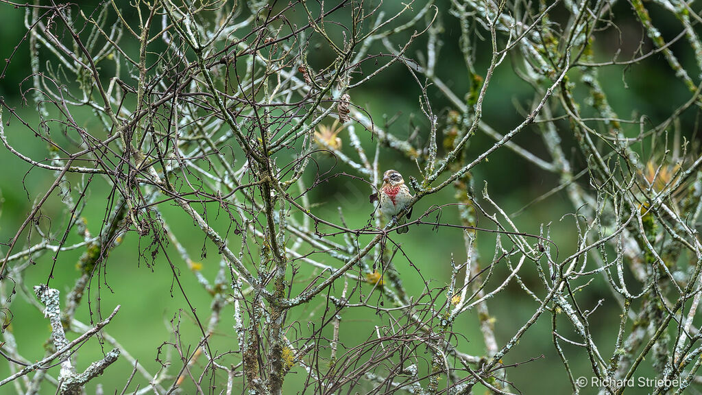 Rose-breasted Grosbeak