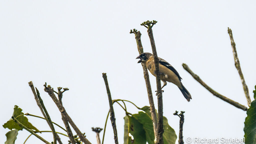 Black-headed Grosbeak