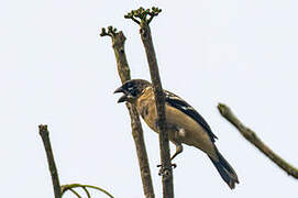 Black-headed Grosbeak