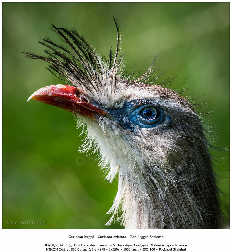 Red-legged Seriema