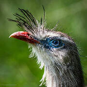 Red-legged Seriema