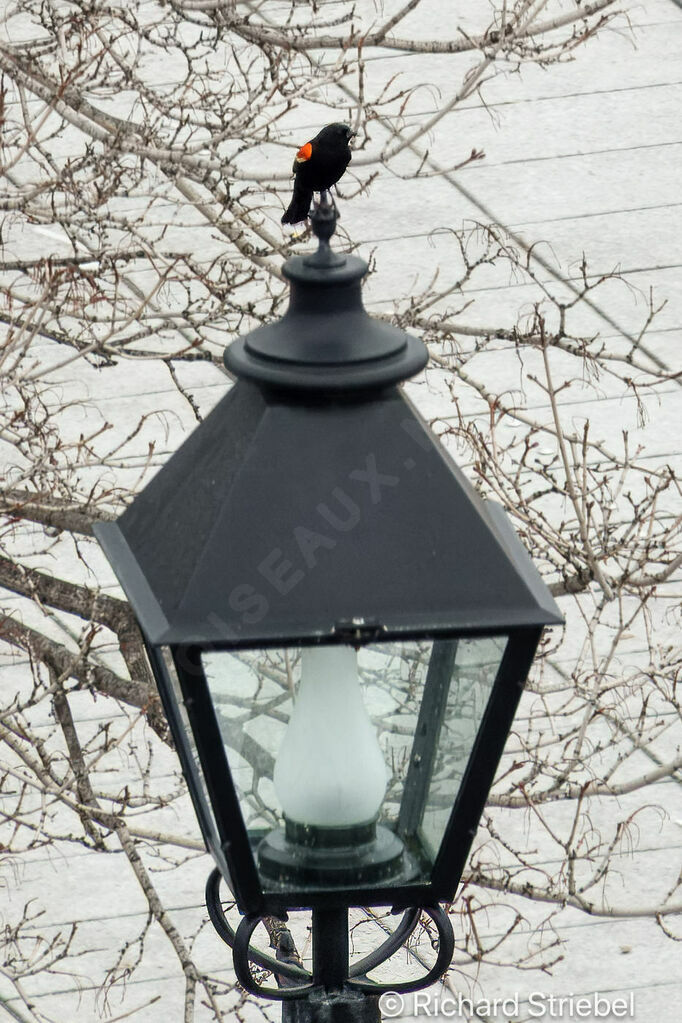 Red-winged Blackbird