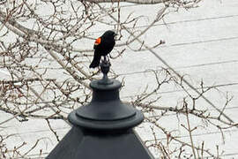 Red-winged Blackbird