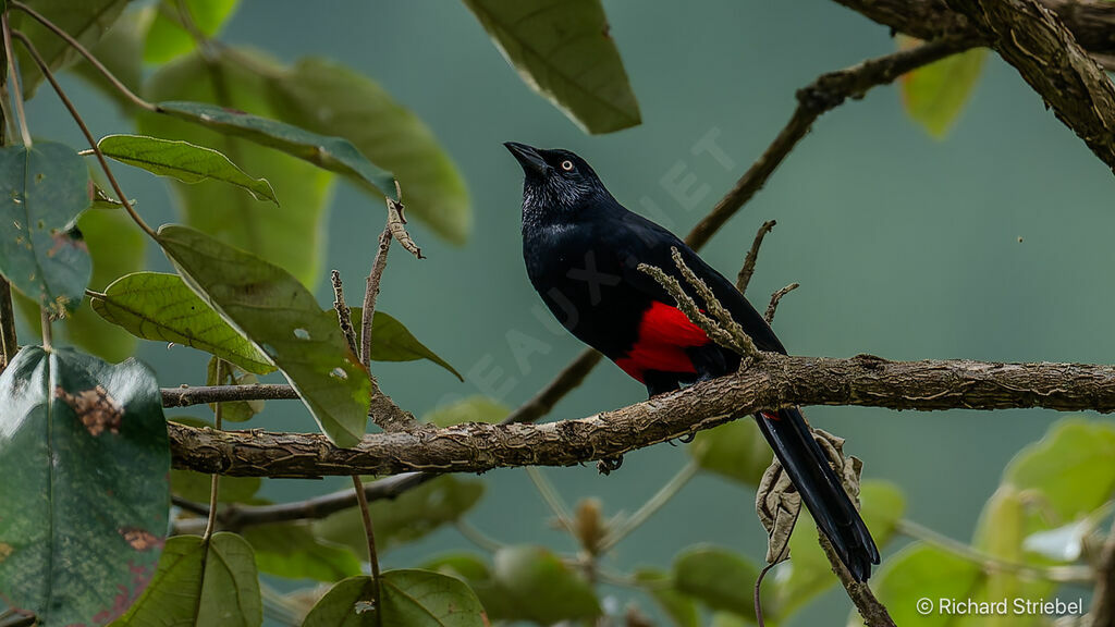 Red-bellied Grackle