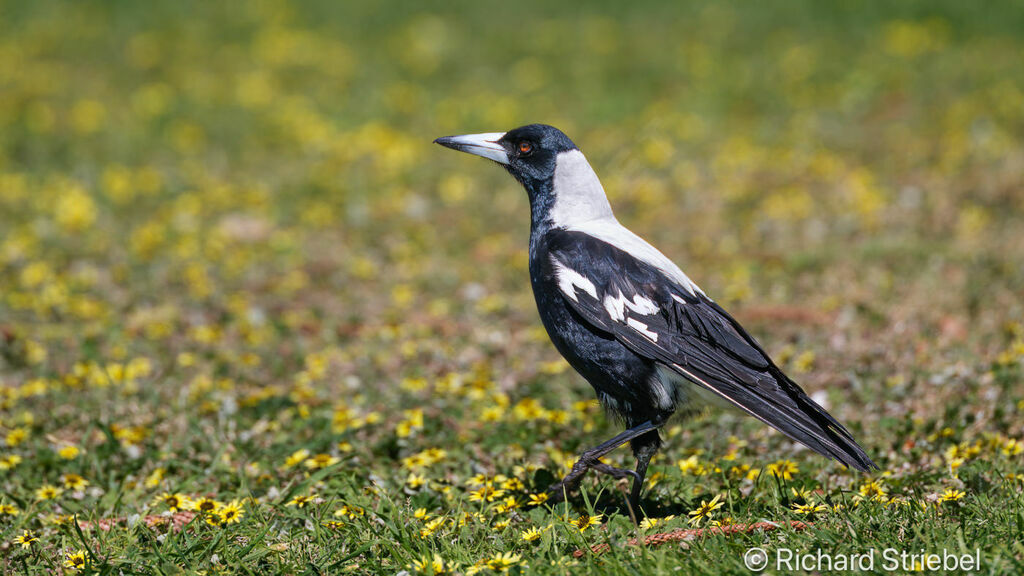 Australian Magpie