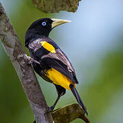 Yellow-rumped Cacique