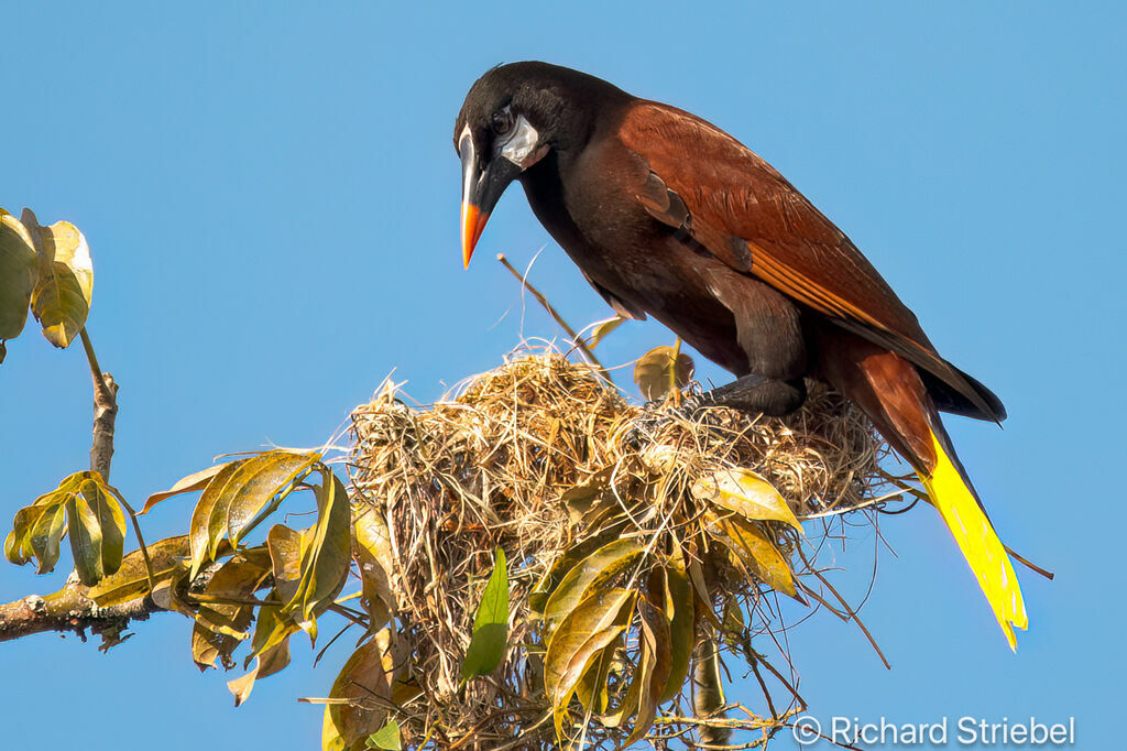 Montezuma Oropendola, Reproduction-nesting