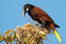 Montezuma Oropendola