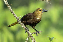 Russet-backed Oropendola