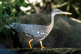 Sunbittern