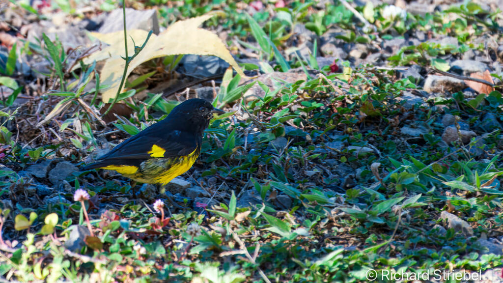 Chardonneret à ventre jaune mâle