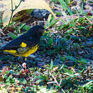 Chardonneret à ventre jaune