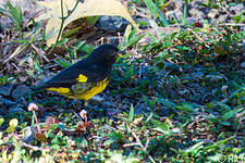 Chardonneret à ventre jaune