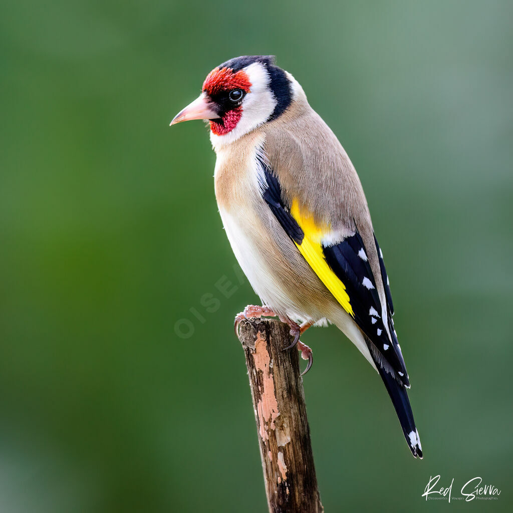 European Goldfinchadult breeding, identification