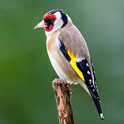 European Goldfinch