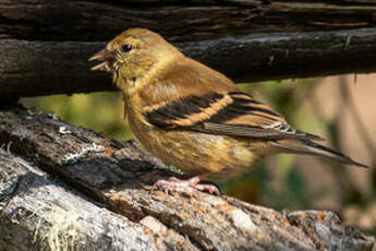 Chardonneret jaune