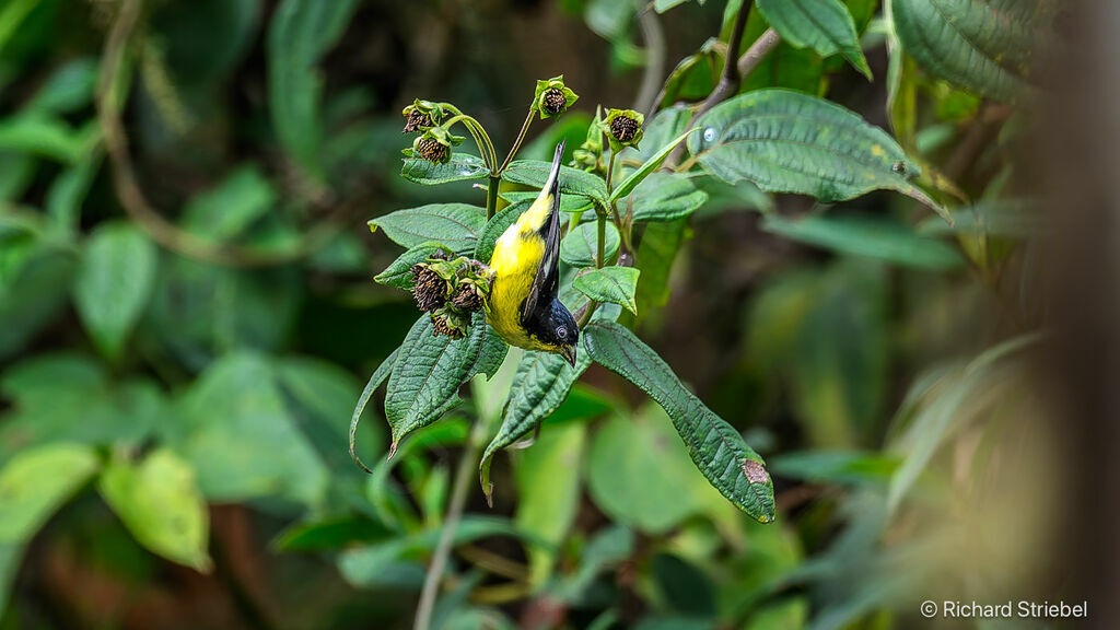 Lesser Goldfinch