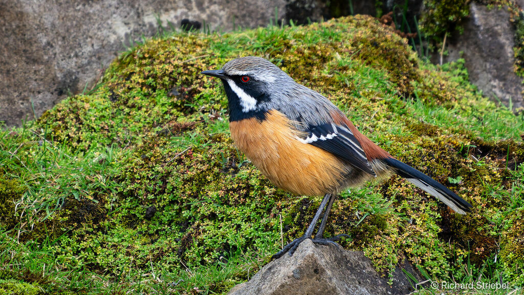 Drakensberg Rockjumper male