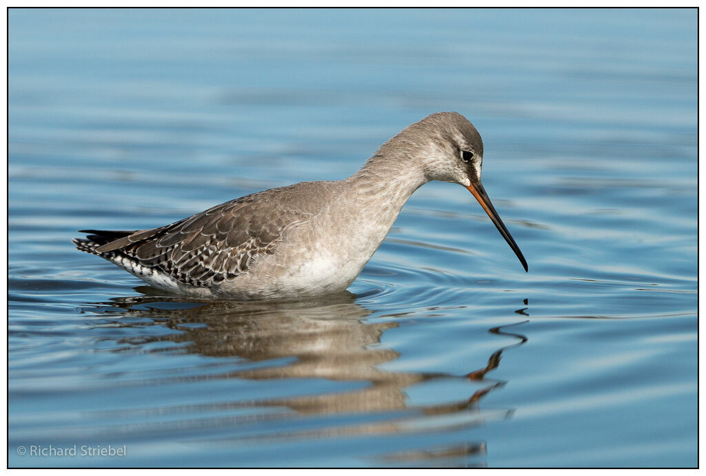 Spotted Redshank