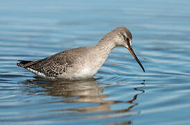 Spotted Redshank