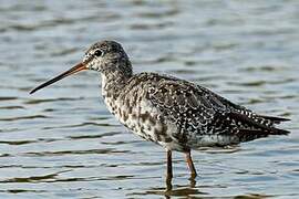 Spotted Redshank